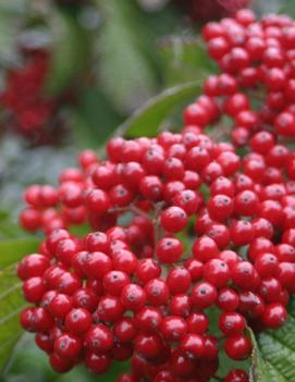 Viburnum dilatatum Cardinal Candy® ('Henneke') (PP12870)