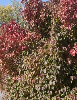 Viburnum lentago