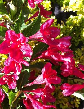 Weigela florida 'Red Prince'