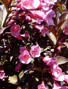 Weigela florida Fine Wine® ('Bramwell') (PP18513 )