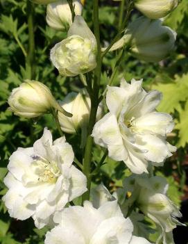 Delphinium elatum 'Double Innocence'