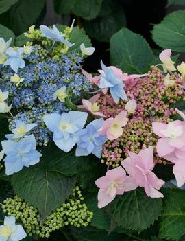 Hydrangea serrata Tuff Stuff Ah-Ha® ('SMNHSDD') (PP29832, CPBRAF)