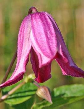 Clematis 'Odoriba'