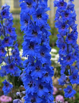 Delphinium elatum 'Million Dollar Blue'