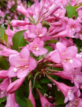 Weigela florida 'Rumba' (COPF)