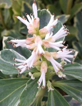 Pachysandra terminalis 'Variegata'