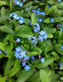 Myosotis sylvatica 'Victoria Indigo Blue'