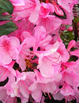 Rhododendron 'Weston's Aglo'