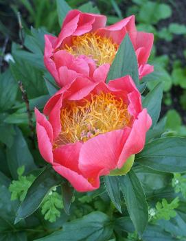 Paeonia 'Flame'