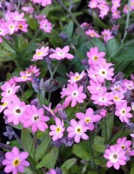 Myosotis sylvatica 'Victoria Rose'