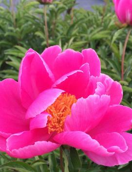 Paeonia 'Dancing Butterflies'