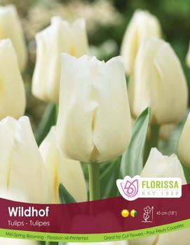 Tulip 'Wildhof'