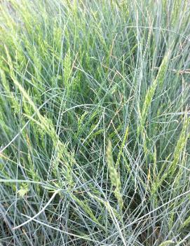 Festuca glauca 'Pepindale Blue'