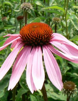 Echinacea purpurea 'Magnus'