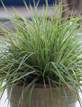 Calamagrostis acutiflora 'Hello Spring™'