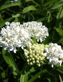 Asclepias incarnata 'Ice Ballet'