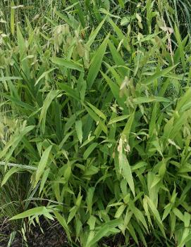 Chasmanthium latifolium