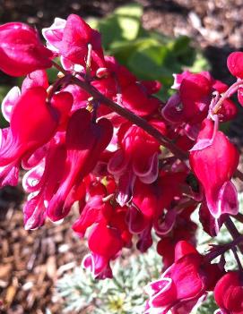 Dicentra x 'Burning Hearts' (PP20797)