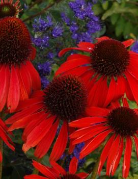 Echinacea x 'Firebird' (PP22775, COPF)