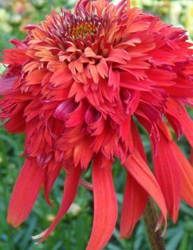 Echinacea x 'Hot Papaya' (PP21022, COPF, CPBR392)