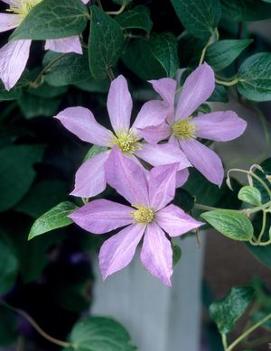 Clematis 'Madame Baron Veillard'