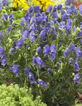 Aconitum x 'Blue Lagoon'