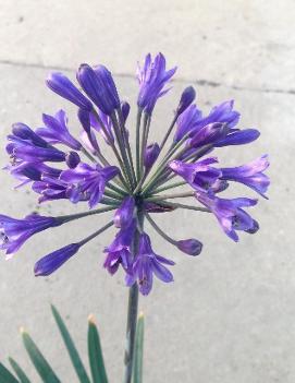 Agapanthus x 'Back in Black' (PP16244)