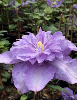 Clematis 'Blue Explosion'