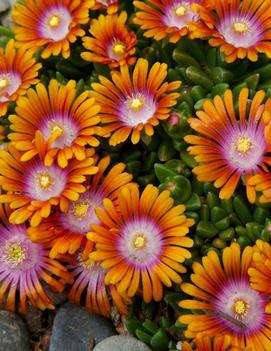 Delosperma x Fire Spinner® ('P001S')