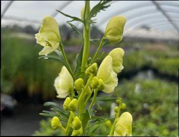 Aconitum napellus 'Album'