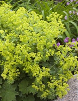 Alchemilla mollis