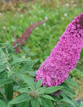 Buddleia x Pugster Pinker® ('SMNBDB') (USPP 33,565, Can PBRAF)