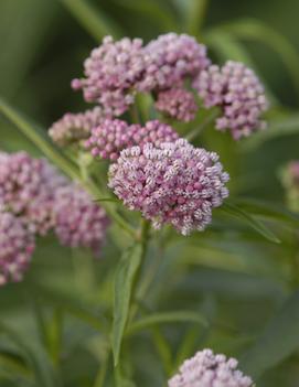 Asclepias incarnata 'Cinderella'