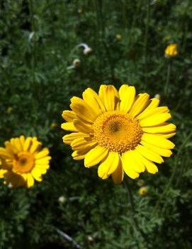 Anthemis tinctoria 'Kelwayi'