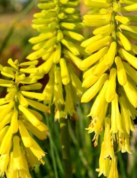 Kniphofia x 'Lemon Popsicle' (PP24011, COPF)