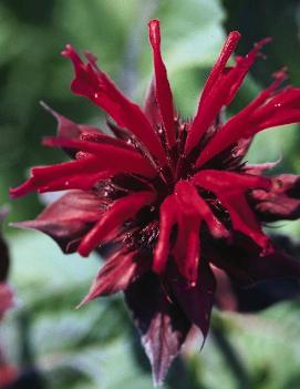 Monarda didyma 'Cambridge Scarlet'