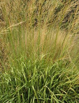 Molinia caerulea ssp. arundinacea