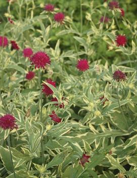 Knautia macedonica 'Thunder and Lightning' (PP21437)