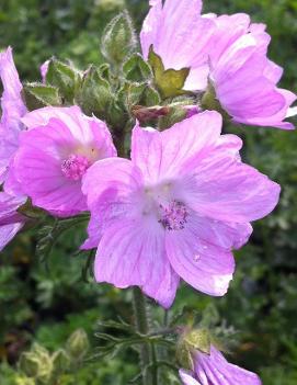 Malva moschata 'Rosea'