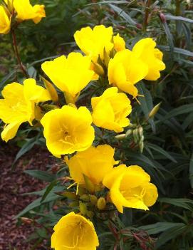 Oenothera fruticosa Fireworks ('Fyrverkeri')