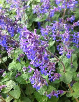 Nepeta faassenii 'Walker's Low'