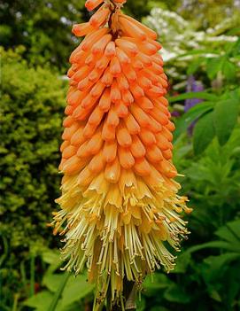 Kniphofia uvaria