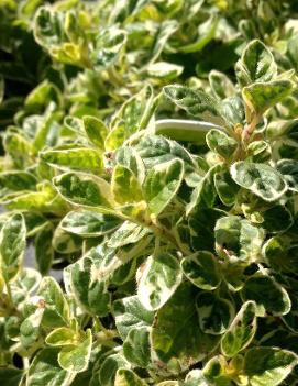 Origanum vulgare 'Variegata'