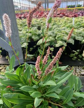 Persicaria affinis 'Dimity'