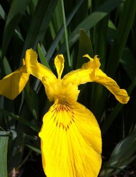 Iris pseudacorus