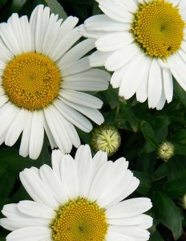 Leucanthemum x superbum 'Snow Lady'