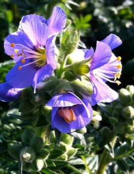 Polemonium caeruleum 'Bambino Blue'