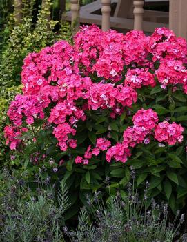 Phlox paniculata 'Glamour Girl' (PP25778)