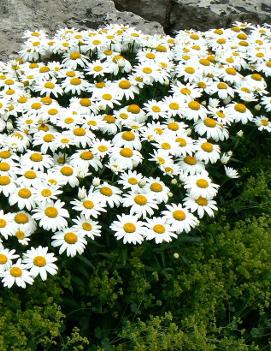 Leucanthemum x superbum 'Snowcap'