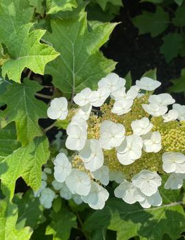 Hydrangea quercifolia Toy Soldier™ ('Bocotoso') (USPPAF, CPBRAF)